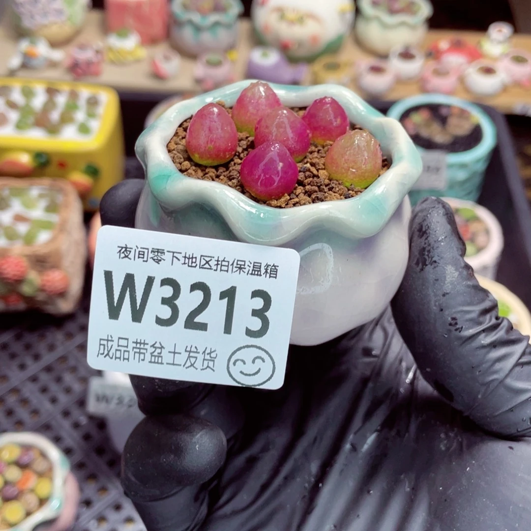 熊****夜间零下地区拍保温箱w3213