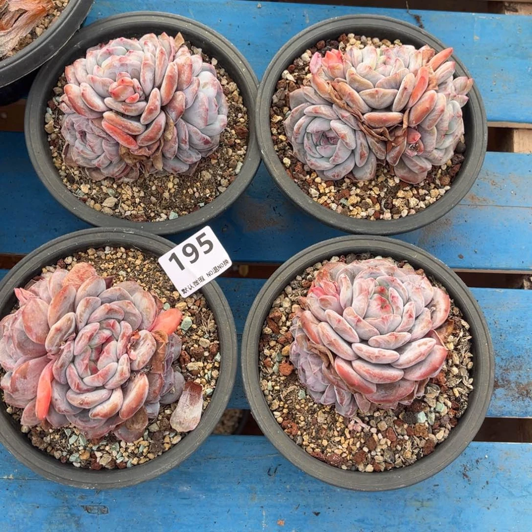 195号新疆西藏内蒙古不包邮的