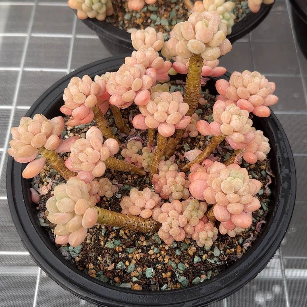 从前慢花园精选鱼子酱多肉