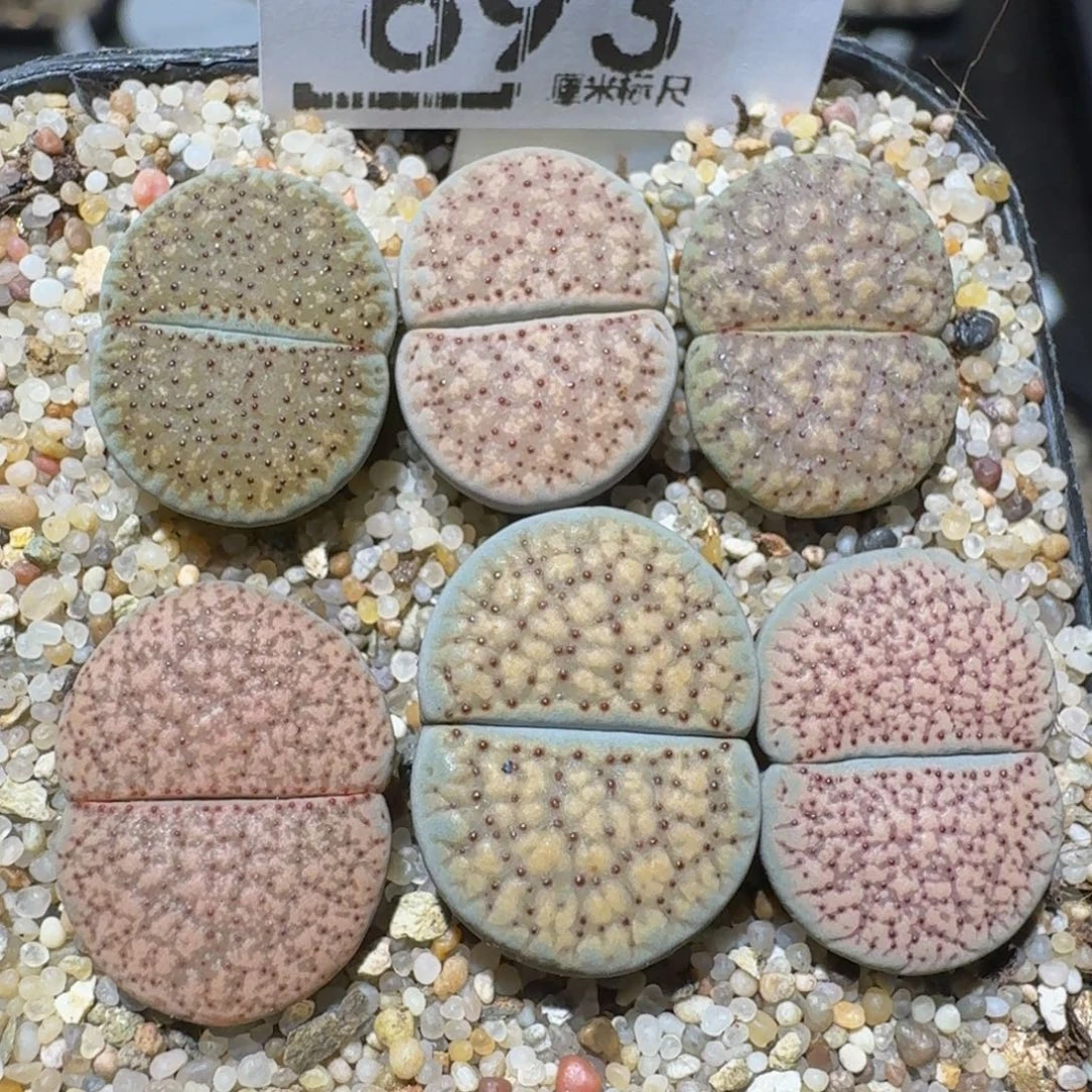 zzzzz生石花肉锥693