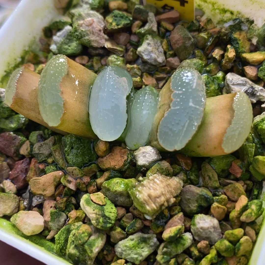 94传奇蓝玉扇一物一拍