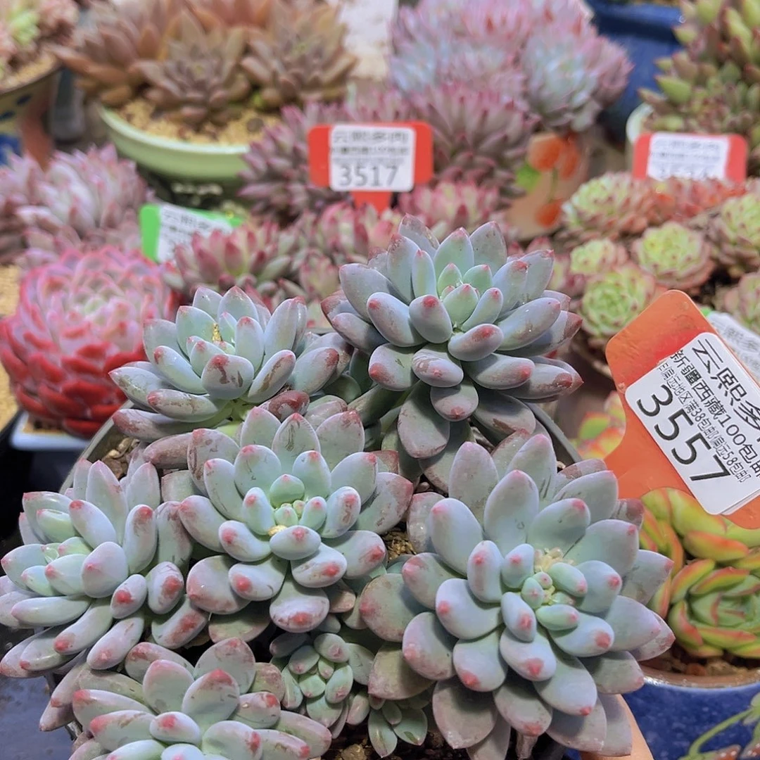 3557烟火美人多肉植物