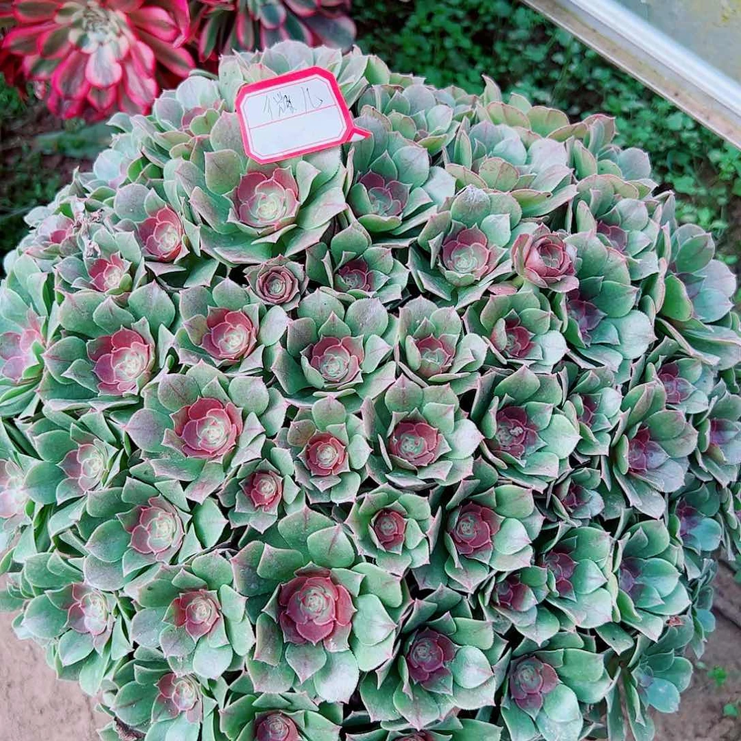 微儿多肉植物保护研究所