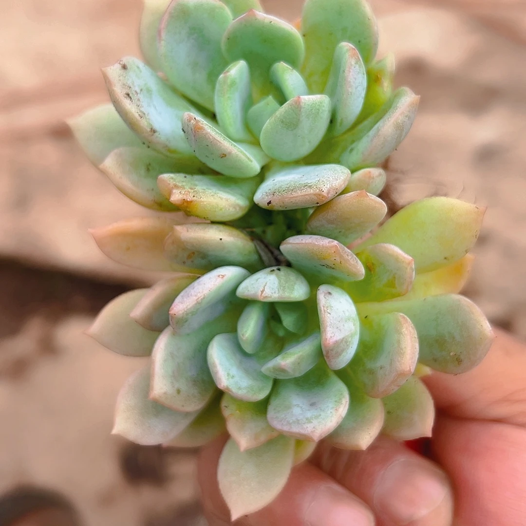 蜜桃格林25颗，不售后