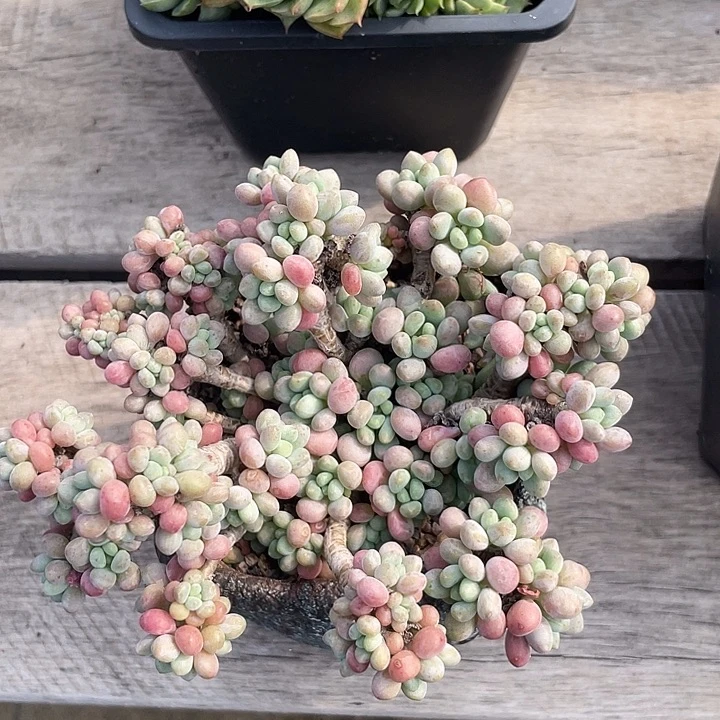 鱼子酱多肉植物群生清台子