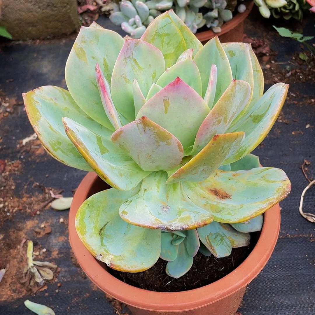 凤19:8老桩特价多肉