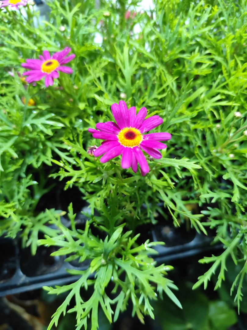 玛格丽特盆栽易活好养花卉盆栽绿植花卉