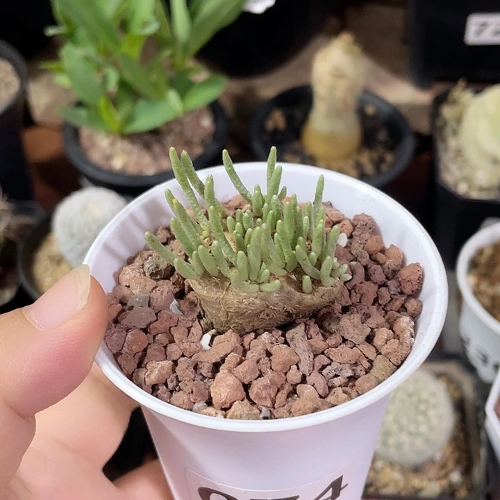 074韧锦块根植物，