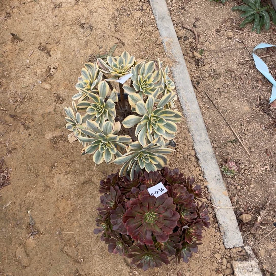 ****陈11-17-36烟花加灿烂绣球