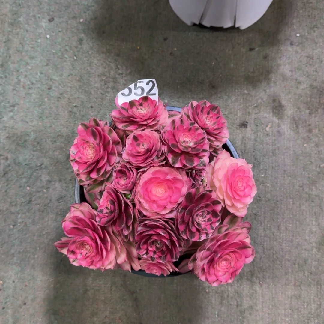 听**旧552！倾城法师多肉植物