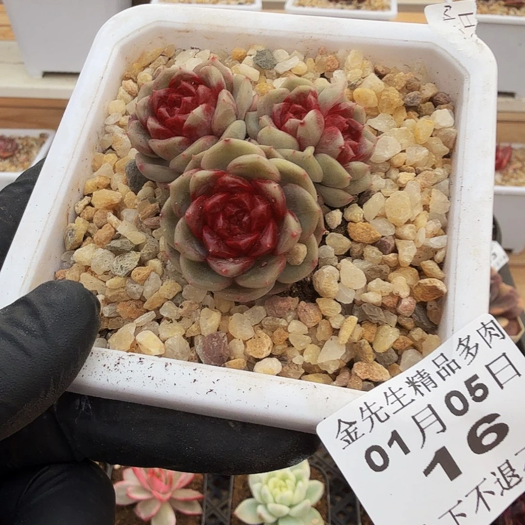 0105-16红丹群生a