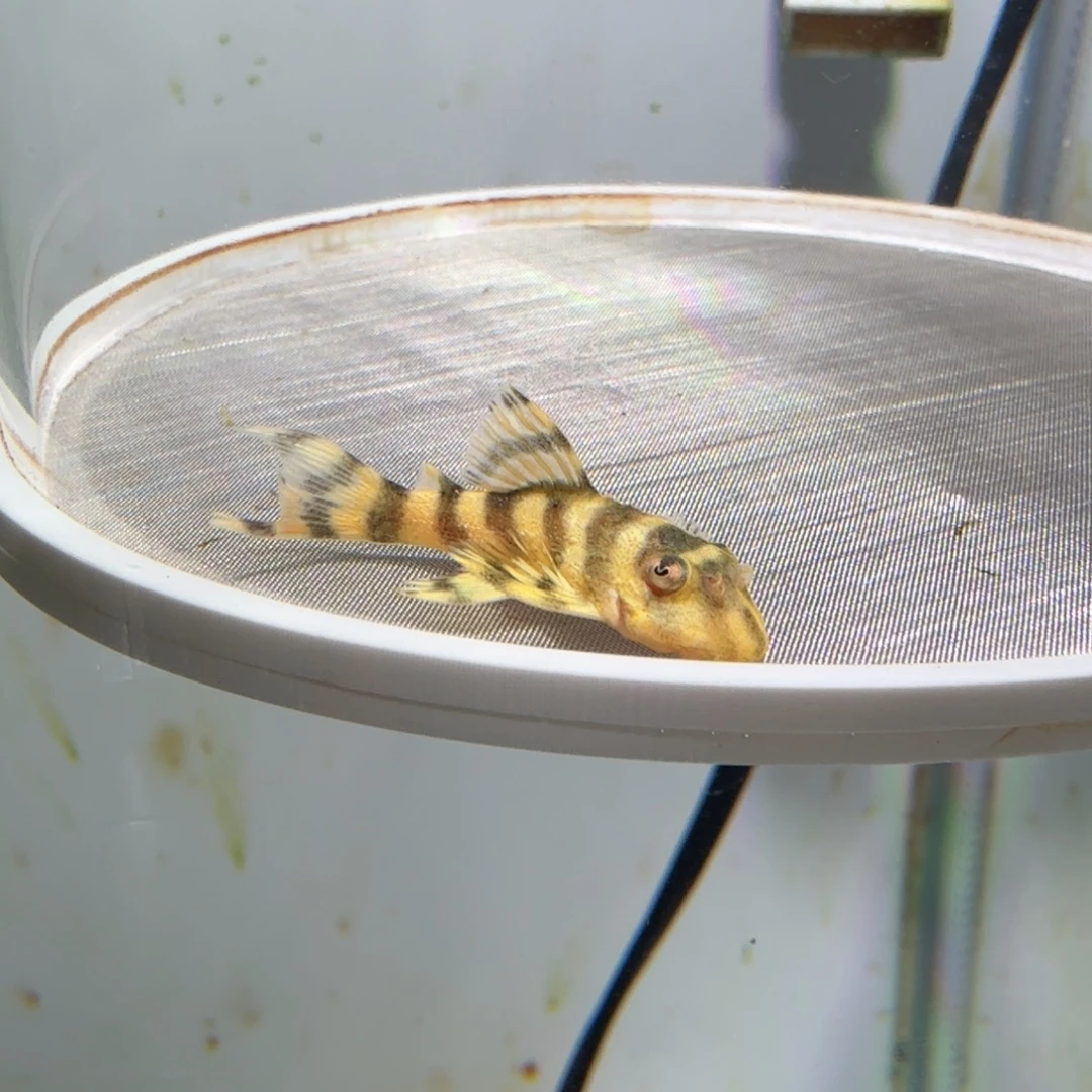 工具鱼47号皇室333