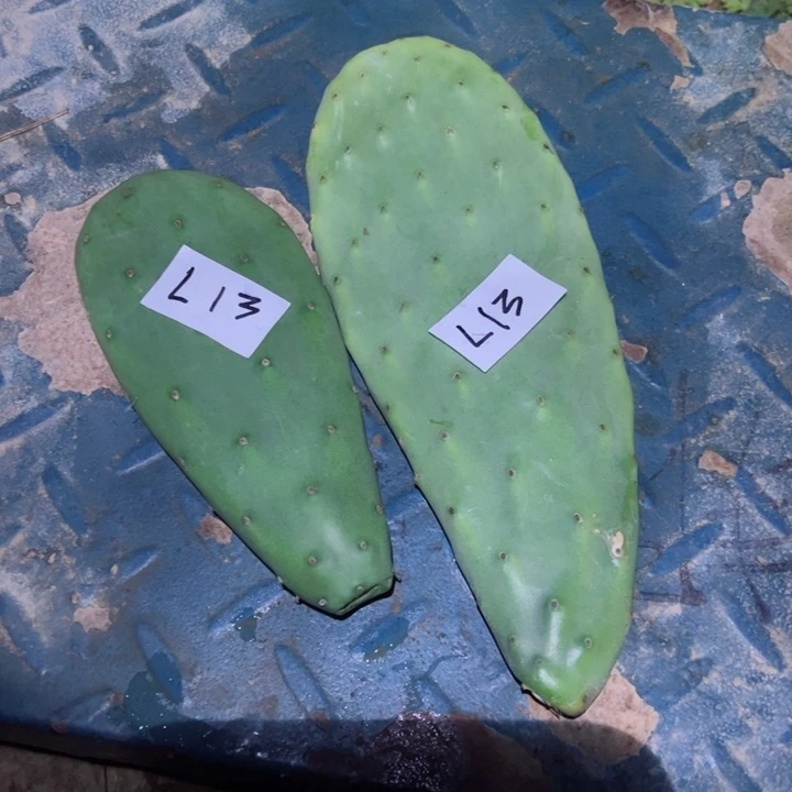 用****2L23两个米邦塔叶片5.6