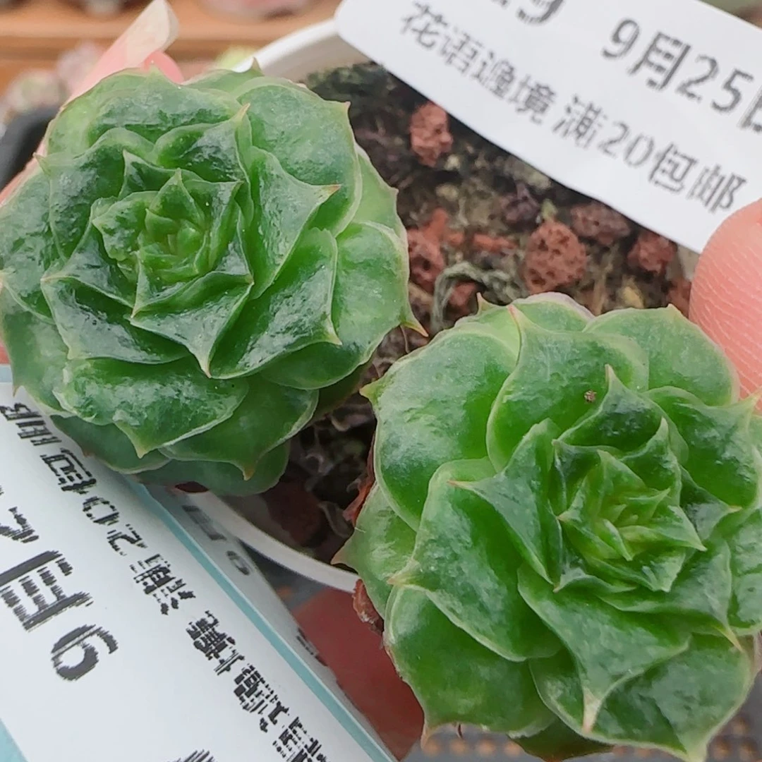 花语逸镜0925-229妖娆