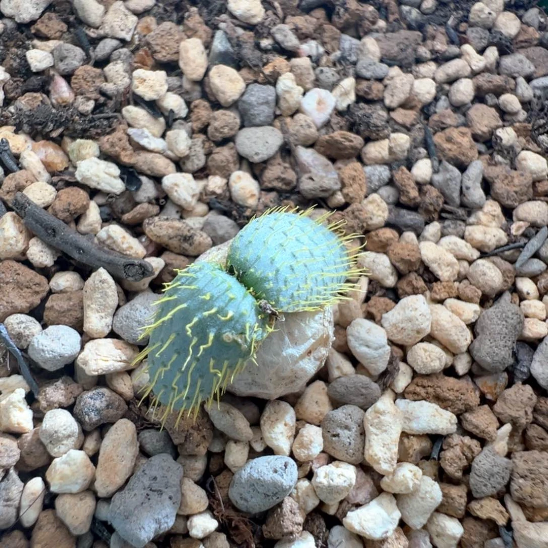 106。刺叶灯苔。块根植物