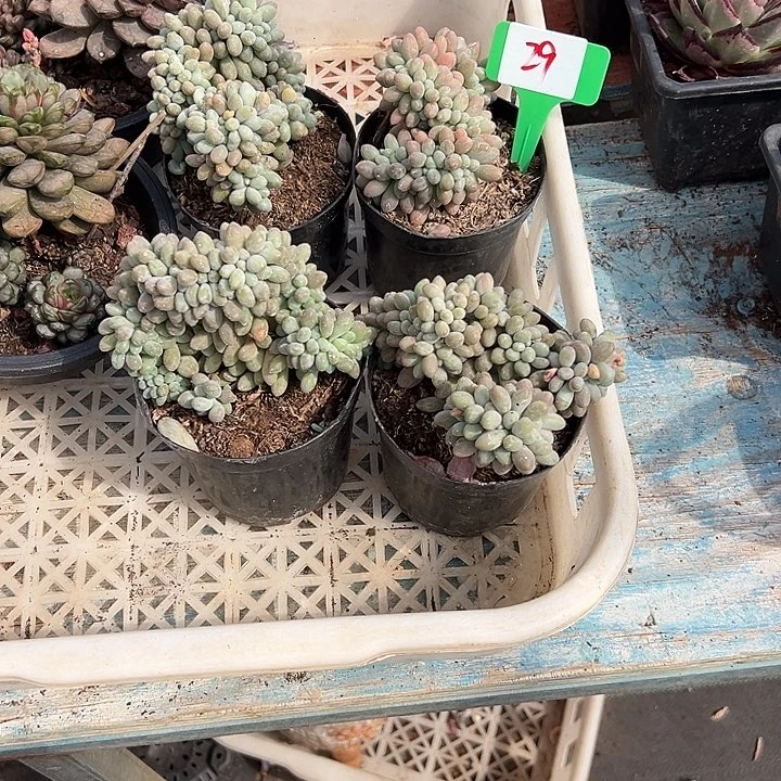 29汤圆醉一脱土多肉