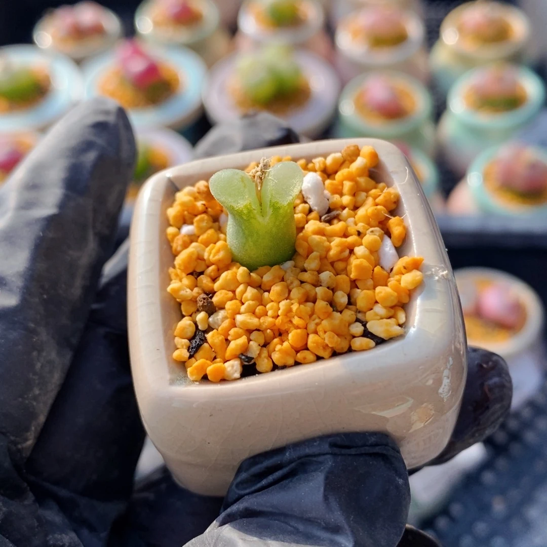 4602--一物一拍 带盆