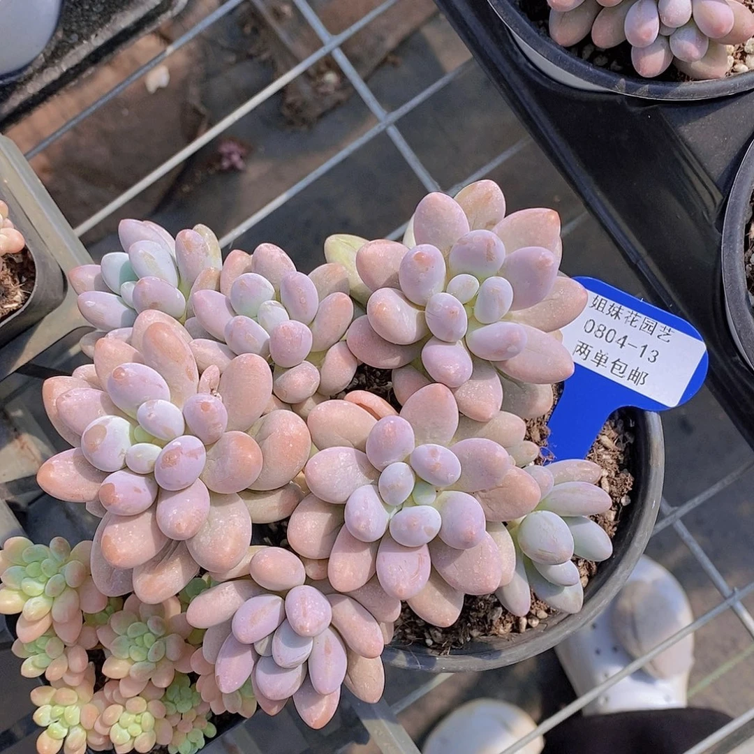 0804-13-一物一拍汤圆群福利一颗