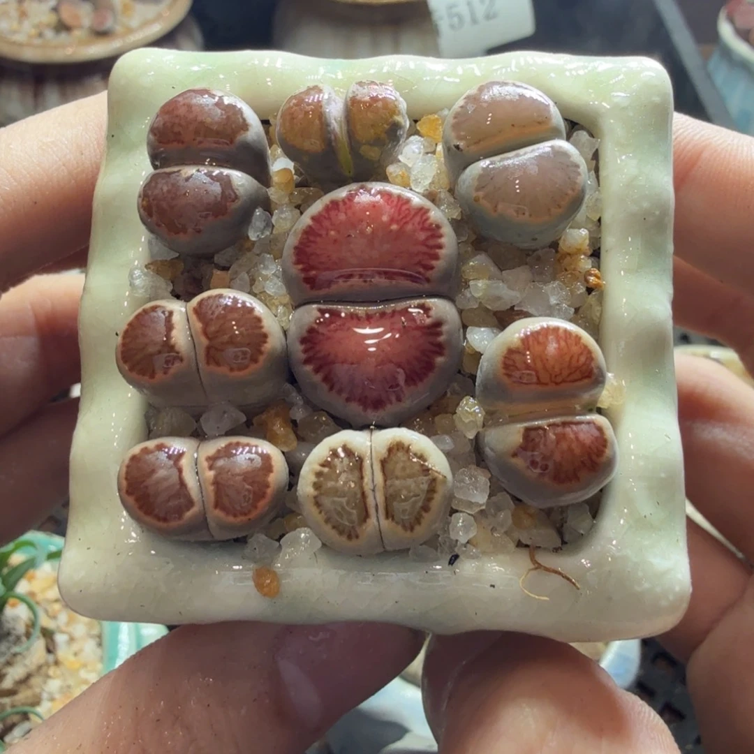 多肉葡萄的味道玩542