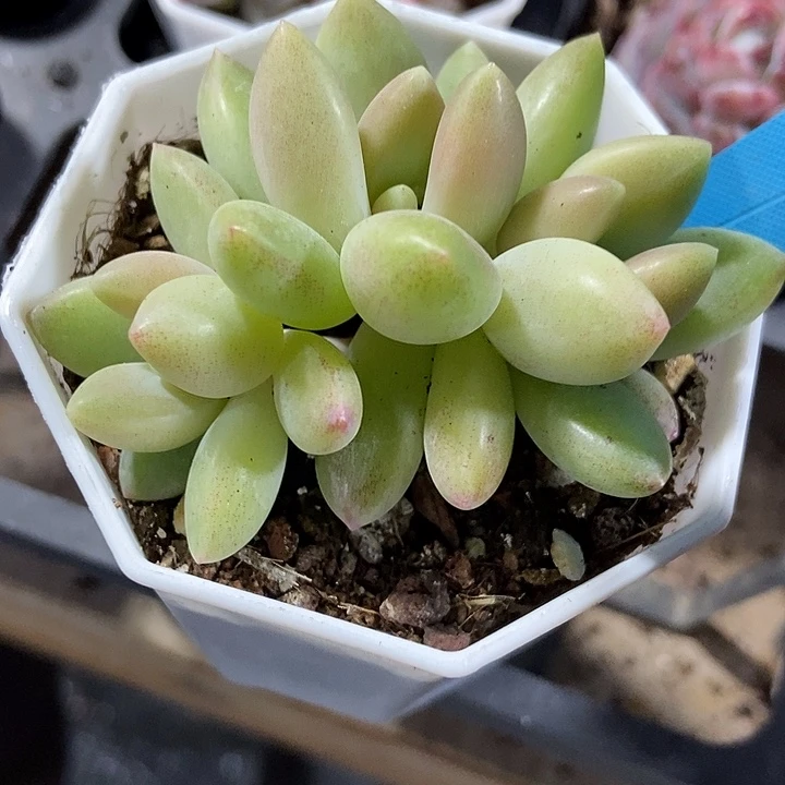 多肉植物橙色奇迹25