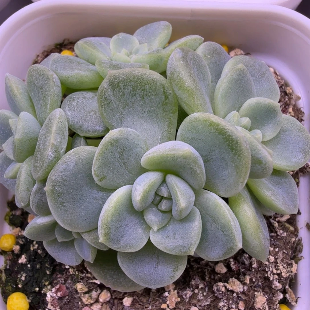 绿财富密码一物一拍