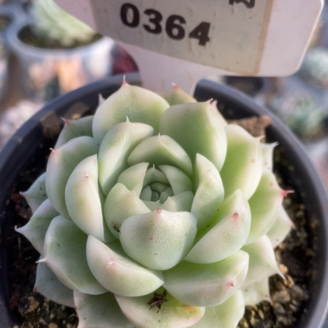 364白瓷麦杆锦锦锦锦锦锦