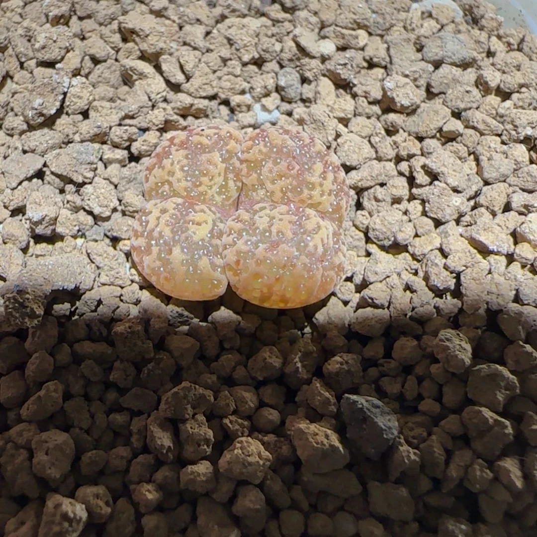 肉锥多肉植物百科-泡泡勋1372