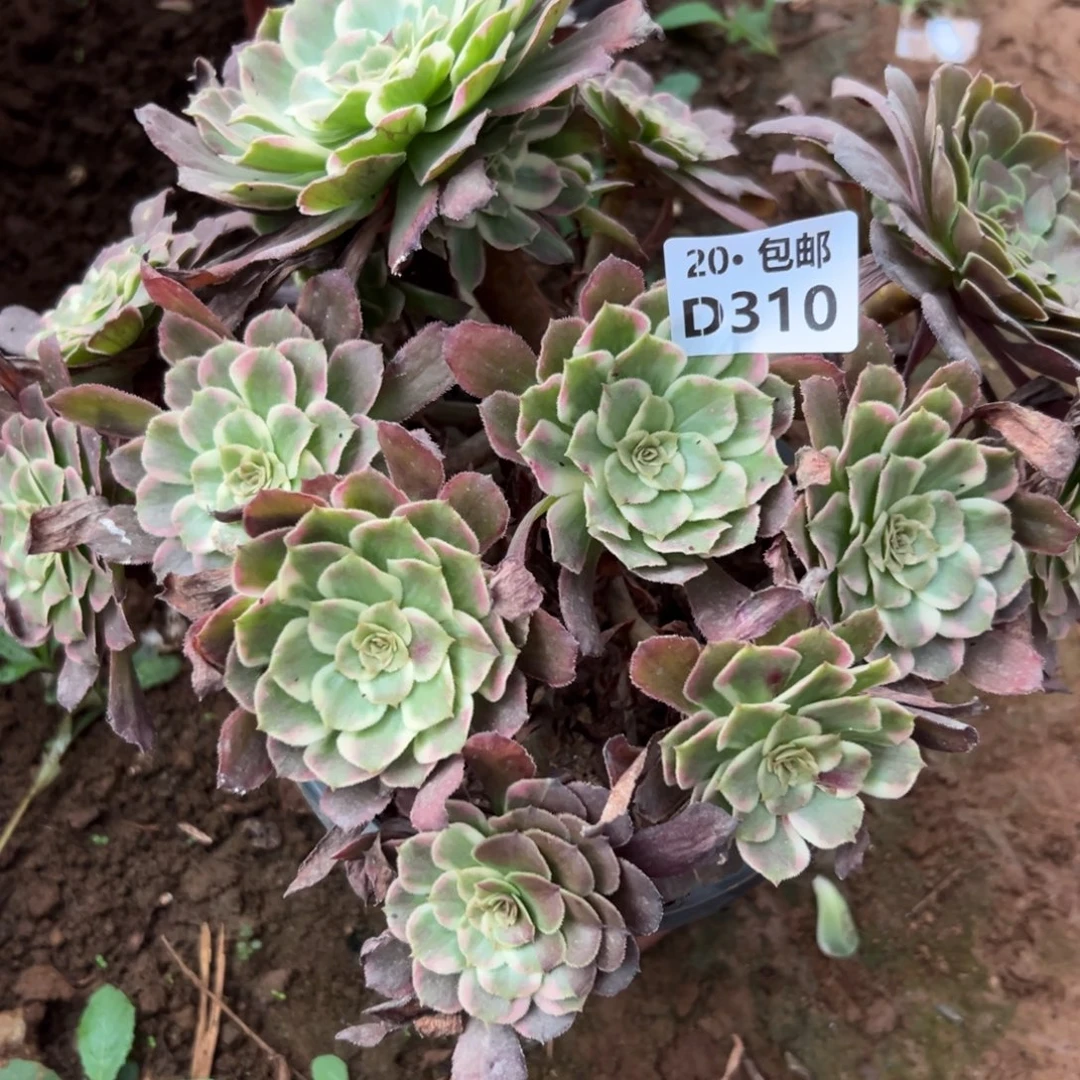 爱***熊310紫焉，多肉法师