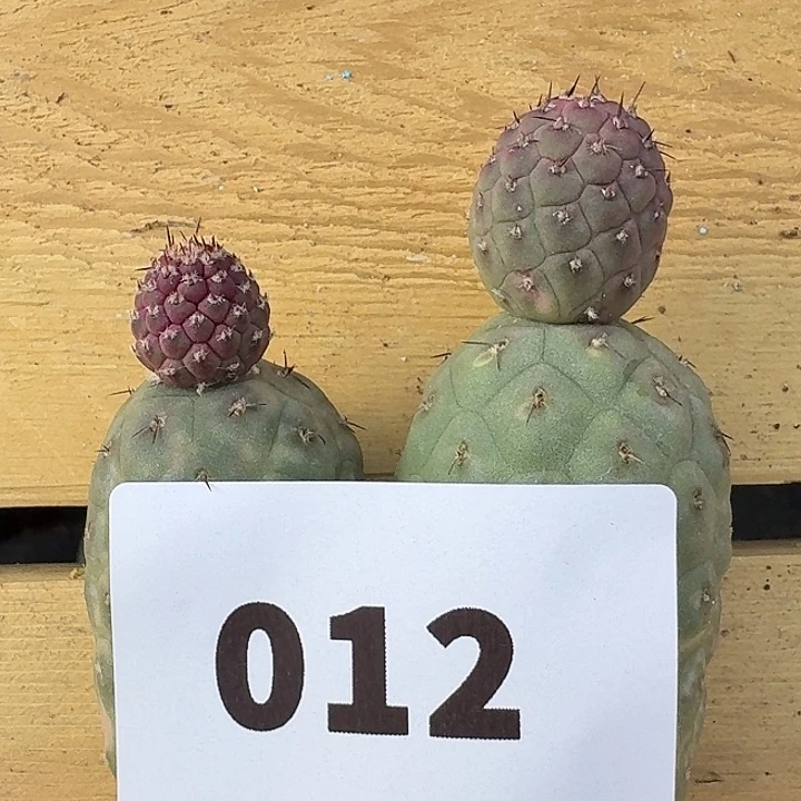 两颗双头侧芽一起发