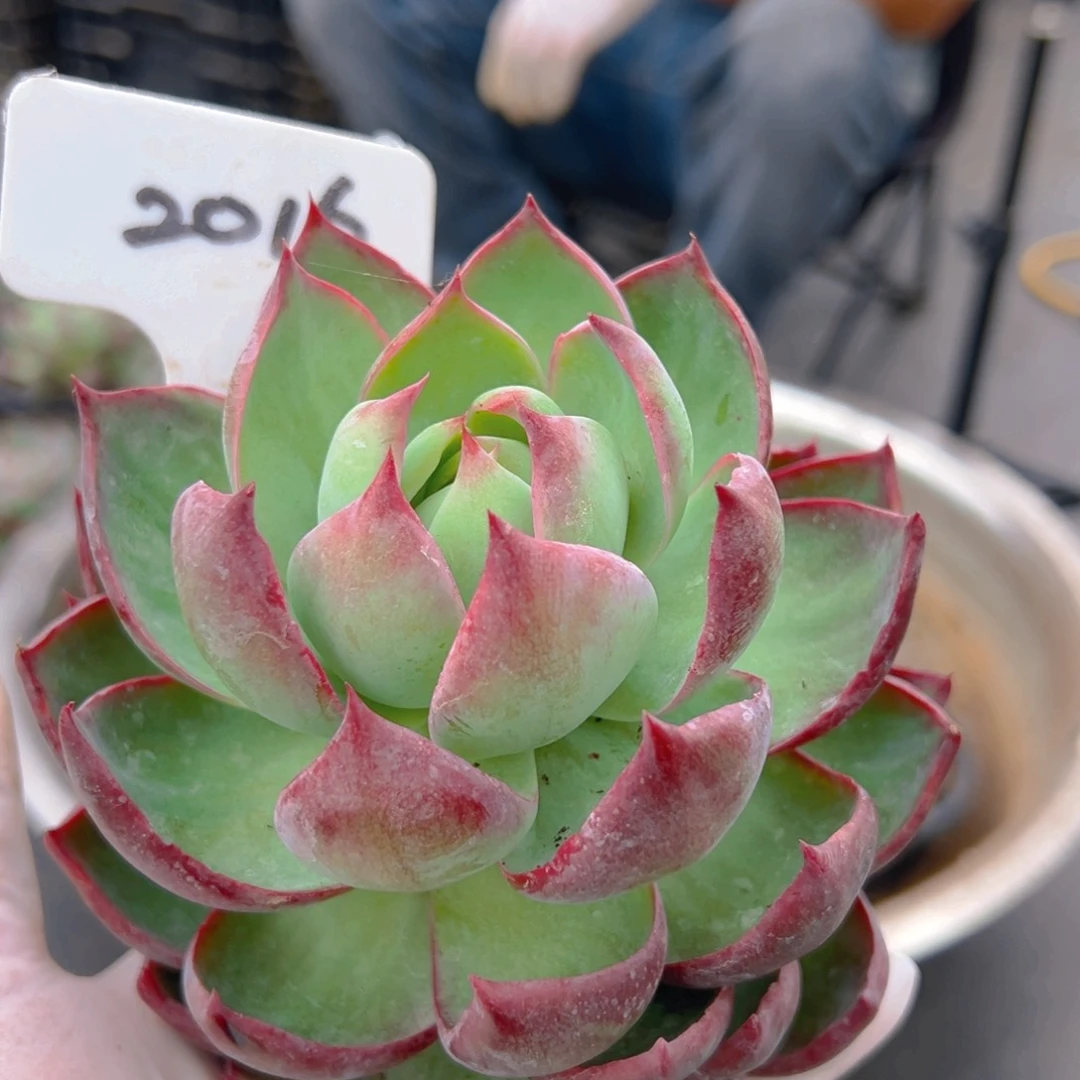 惊鸿仙子一物一拍2016号