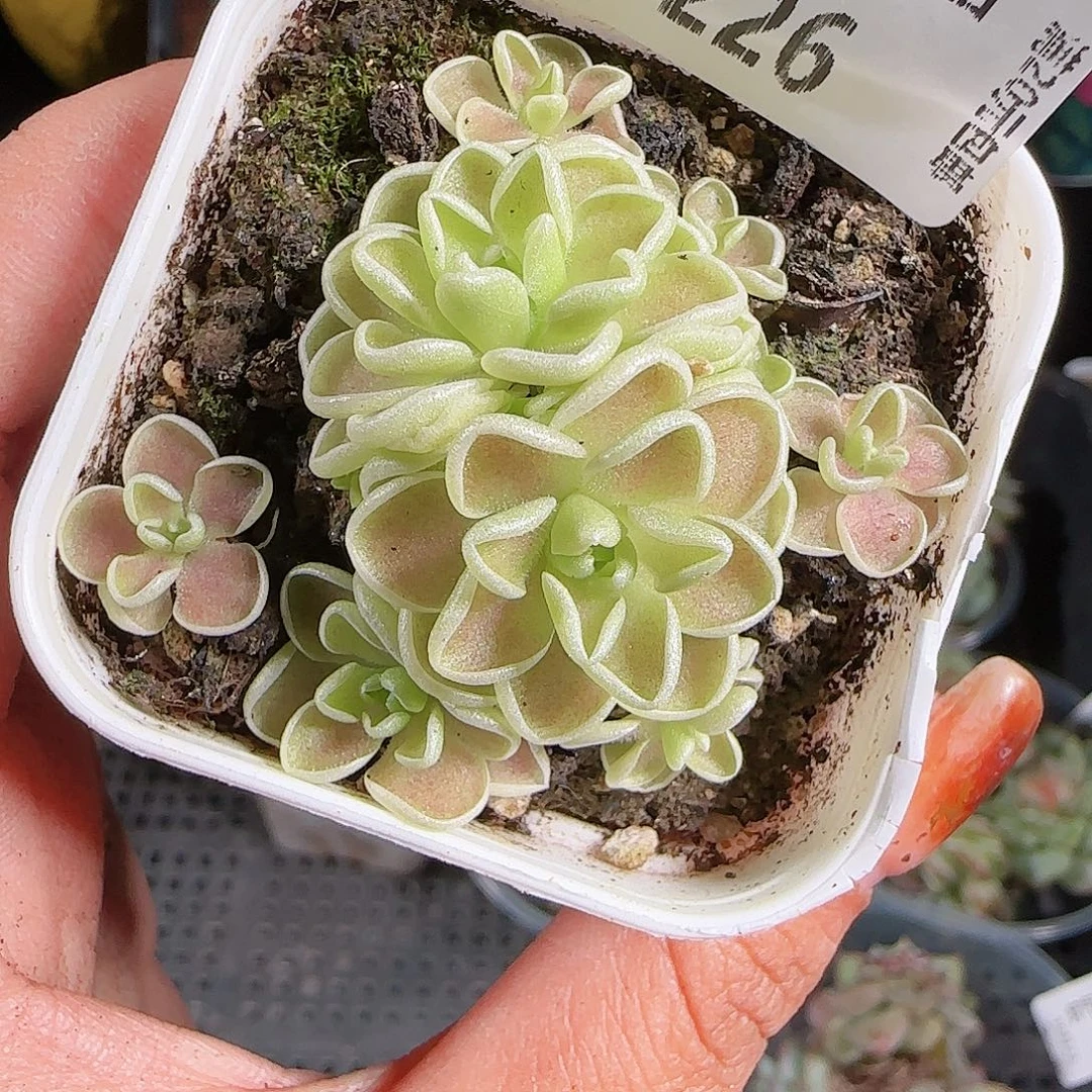 1023--226爱丽丝一物一拍