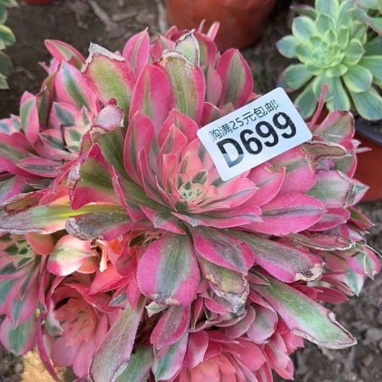 停多肉植物一个法师