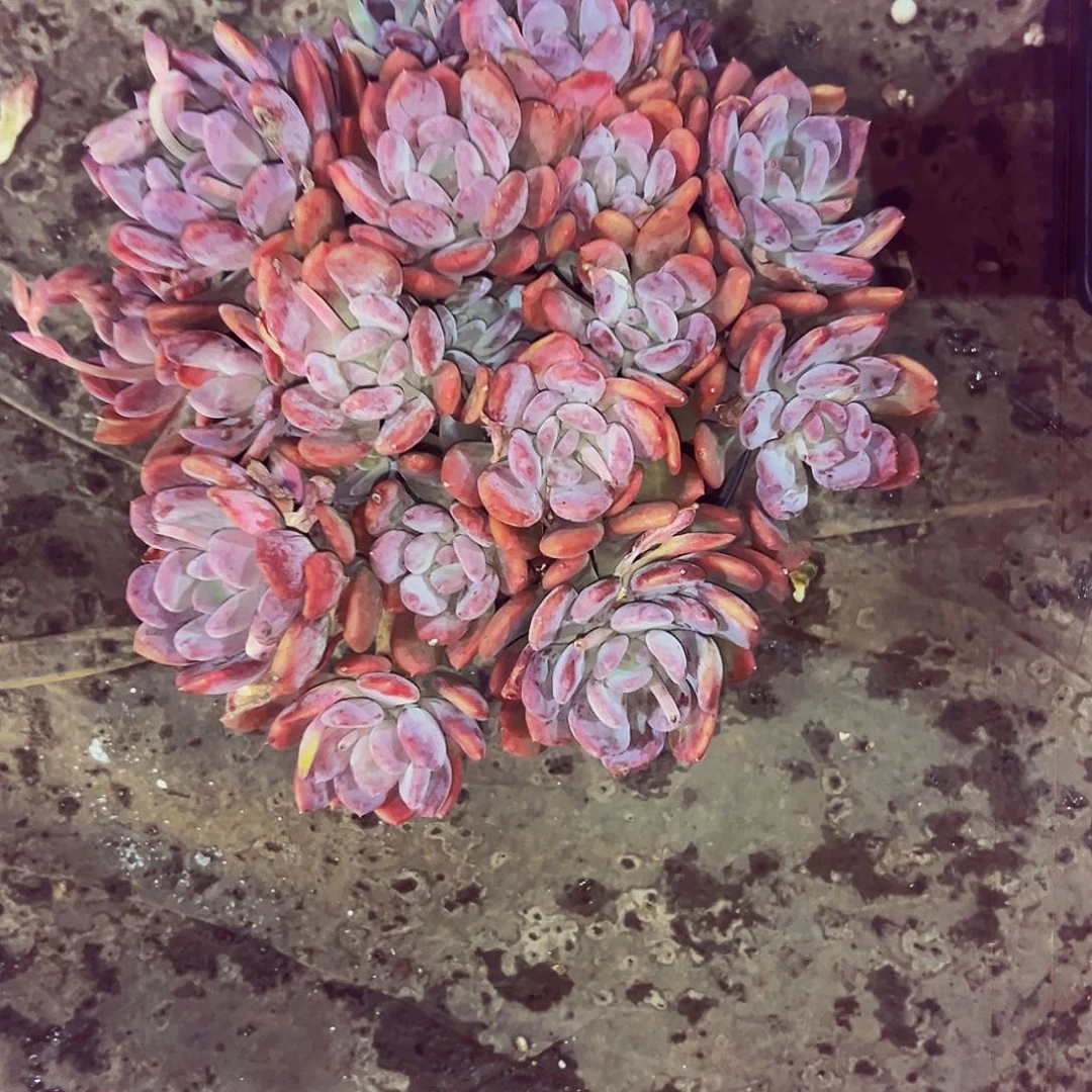 静***肉2号一物一拍脱土包邮