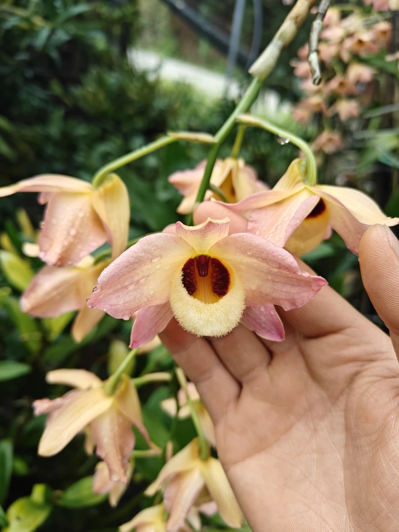 红杓唇石斛巨型石斛兰高度可达3米发货苗高度在30厘米以上