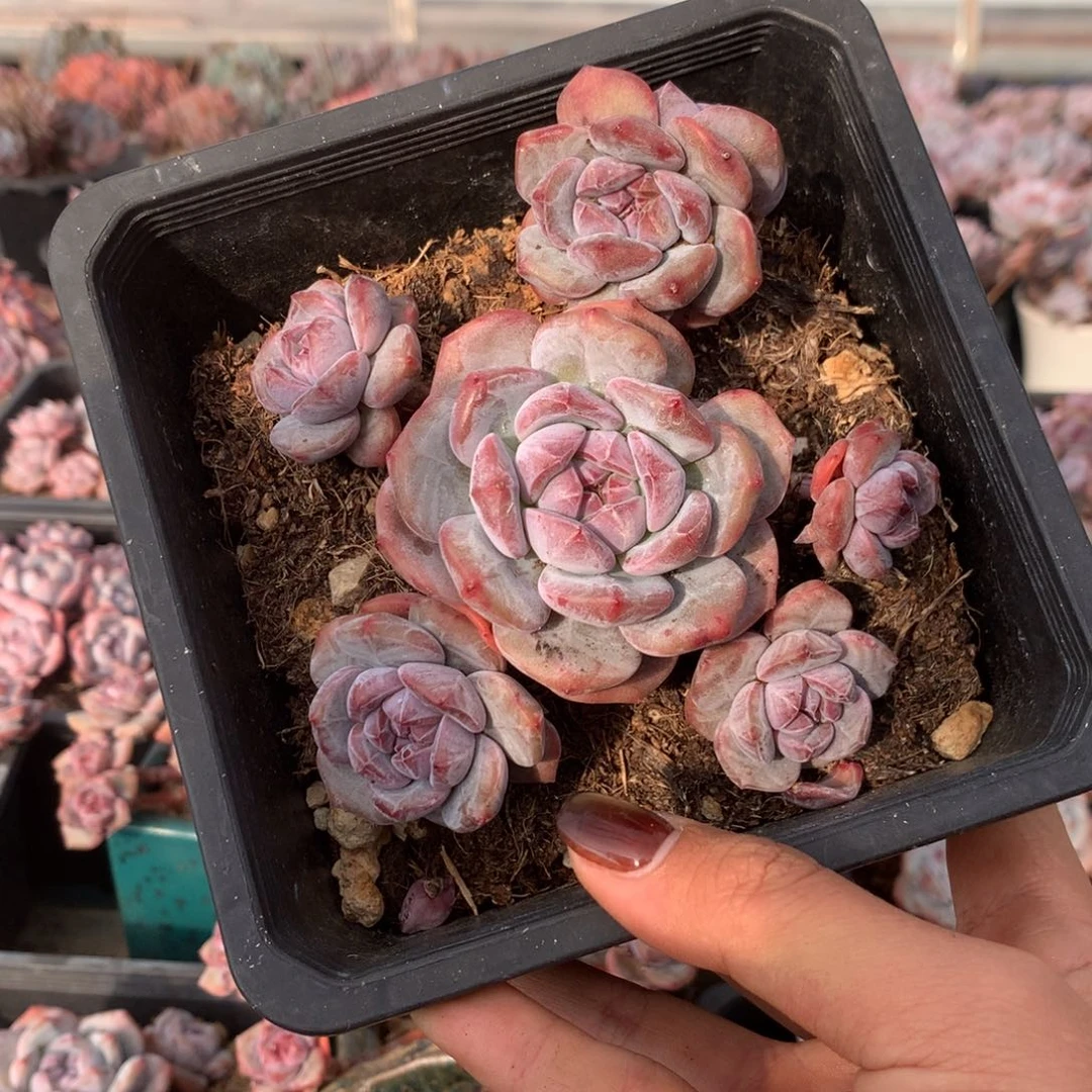 石榴籽小脸无砍花花
