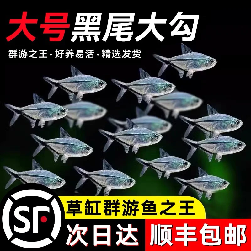 顺丰包邮黑尾大勾群游观赏鱼草缸小型活体热带淡水好养混养