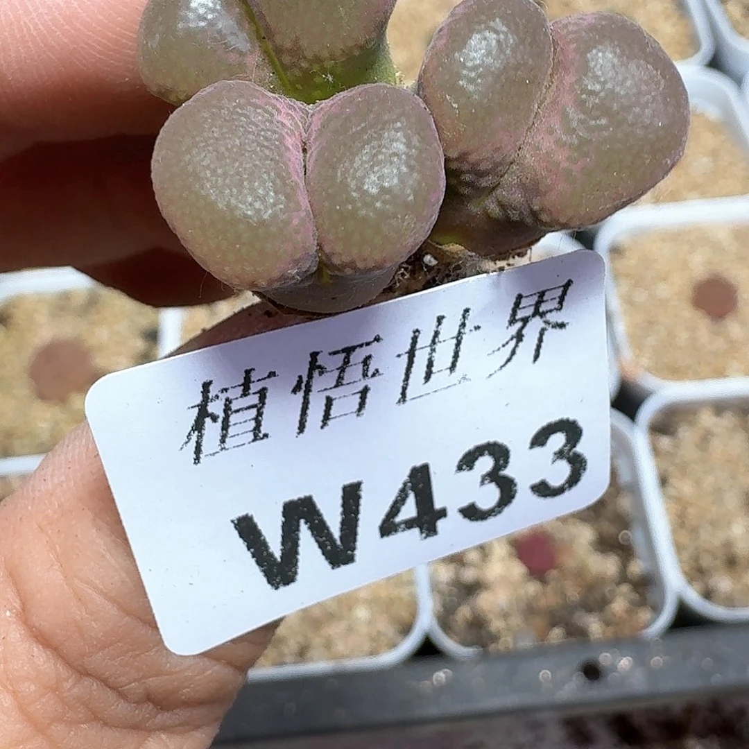 多肉W多肉植物哇d r z