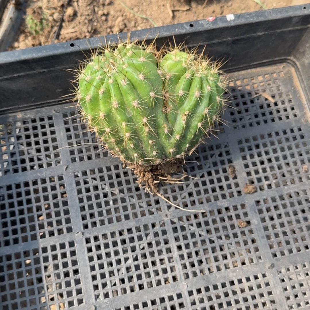 203双头毛花柱根脱土发货斑