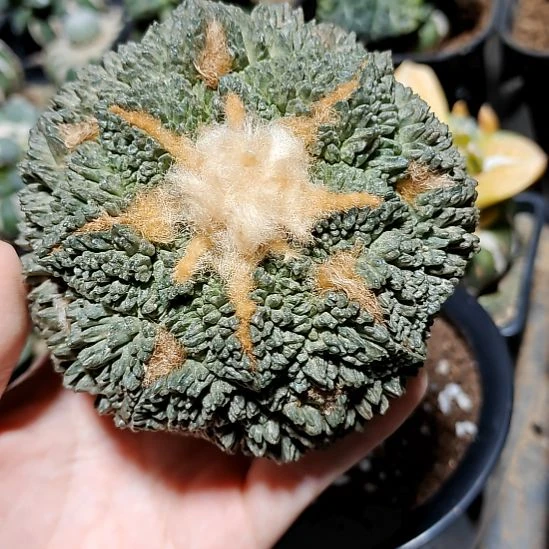 宽6落地有根点经典老式哥斯拉