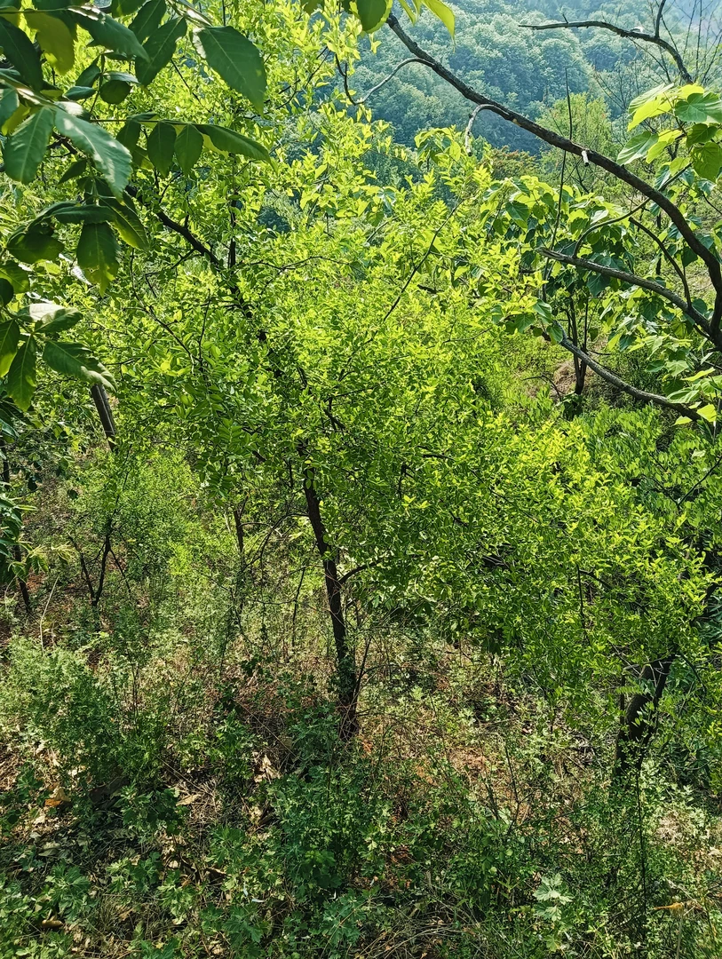 野酸枣根艺坨坨  （一物一拍）