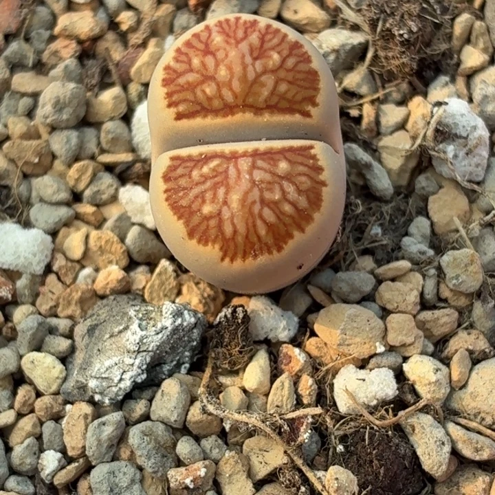 541-菊纹章尺寸1.9