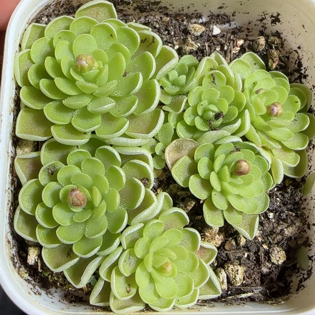 多肉1222-191捕虫堇