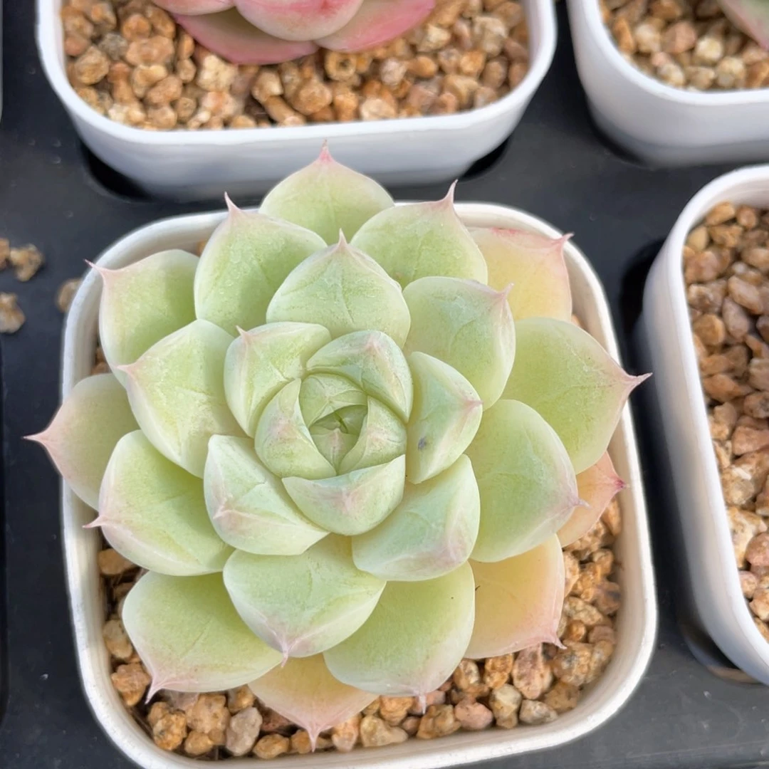 优选白茶女王516