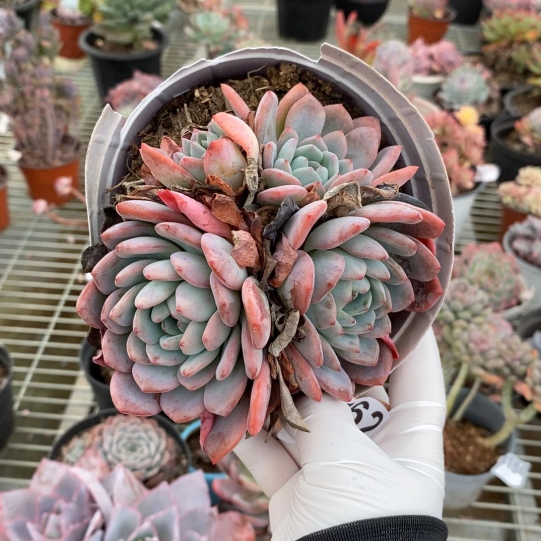 4562全明星一物一拍