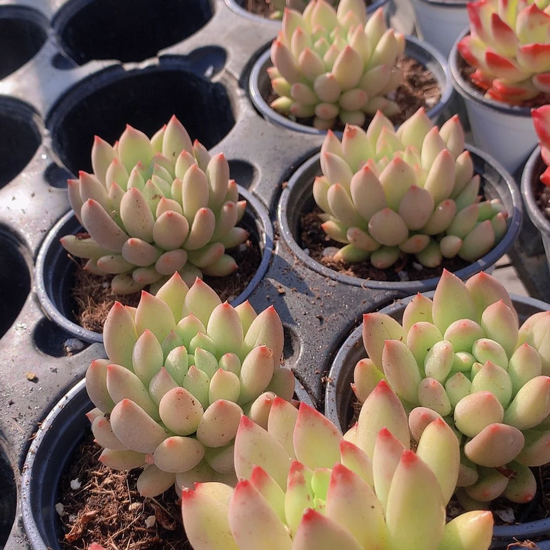 二代虞美人24567889999