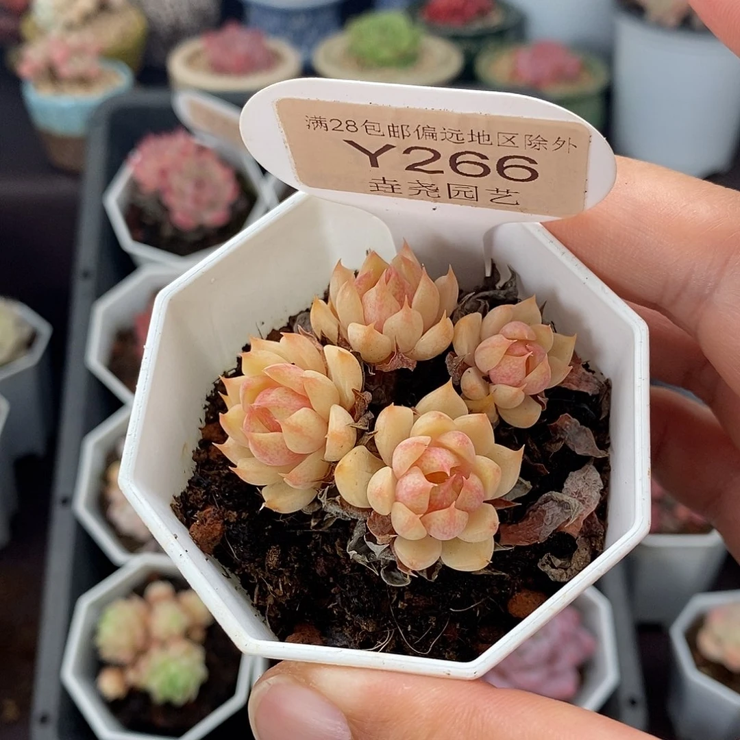 0266 苯巴蒂斯 4.5cm