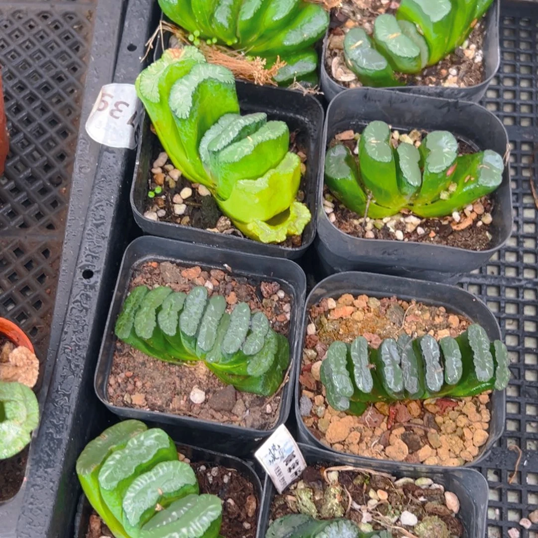 玉扇多肉多肉多肉一颗