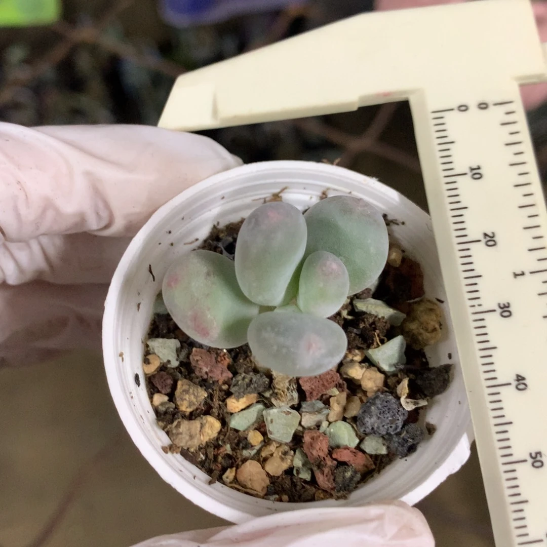 彩虹奶酪多肉彩虹哦