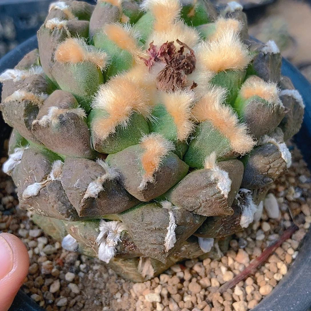 无花朵福利落地自根螺旋大尤紫肌连山牡丹975