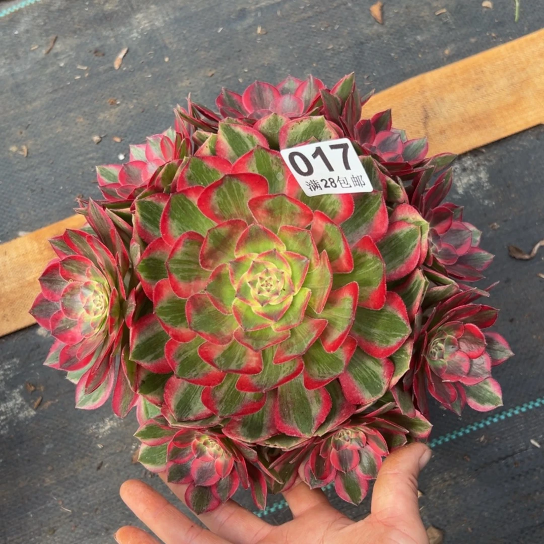 多肉植物017赤子心